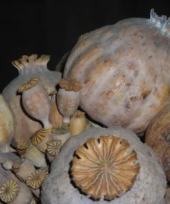 Opium Poppy